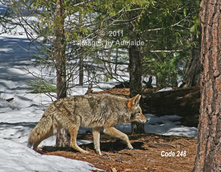 Coyote in Yosemite Valley